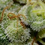 Death Star
