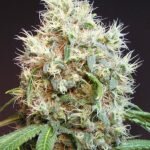 G13 Diesel