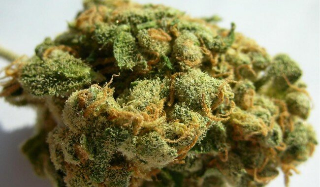 Jack Herer