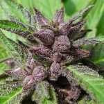 Purple Haze