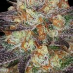 Querkle