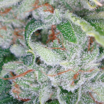 Skywalker OG Kush